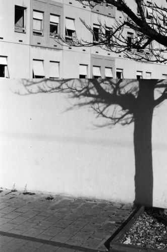 amaury-welsch-photo-ombre-arbre