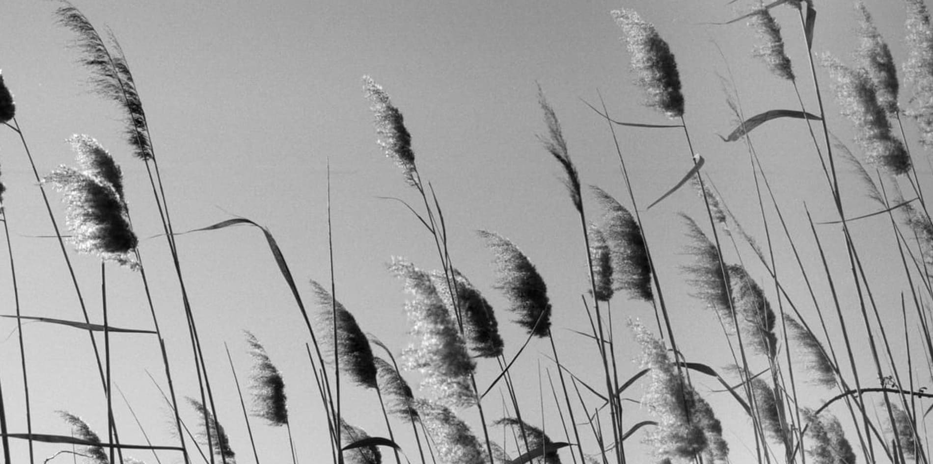 amaury-welsch-photographie-noir-blanc-plantes